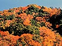 ζ饤