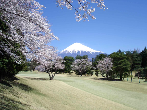 桜のきれいなコース特集 オンラインゴルフ場予約サービス 楽天gora