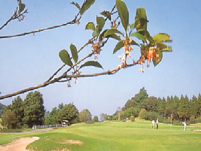 クラブ セントラル ゴルフ セントラルゴルフクラブ(茨城県)のゴルフ会員権相場売買情報