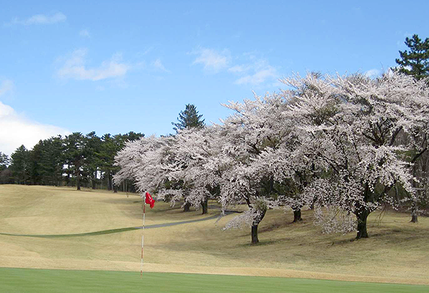 桜が美しいゴルフ場特集 関東 甲信越版 楽天gora