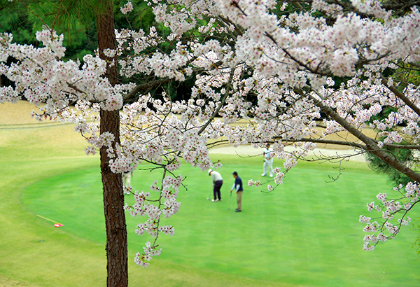 桜が美しいゴルフ場特集 西日本版 楽天gora
